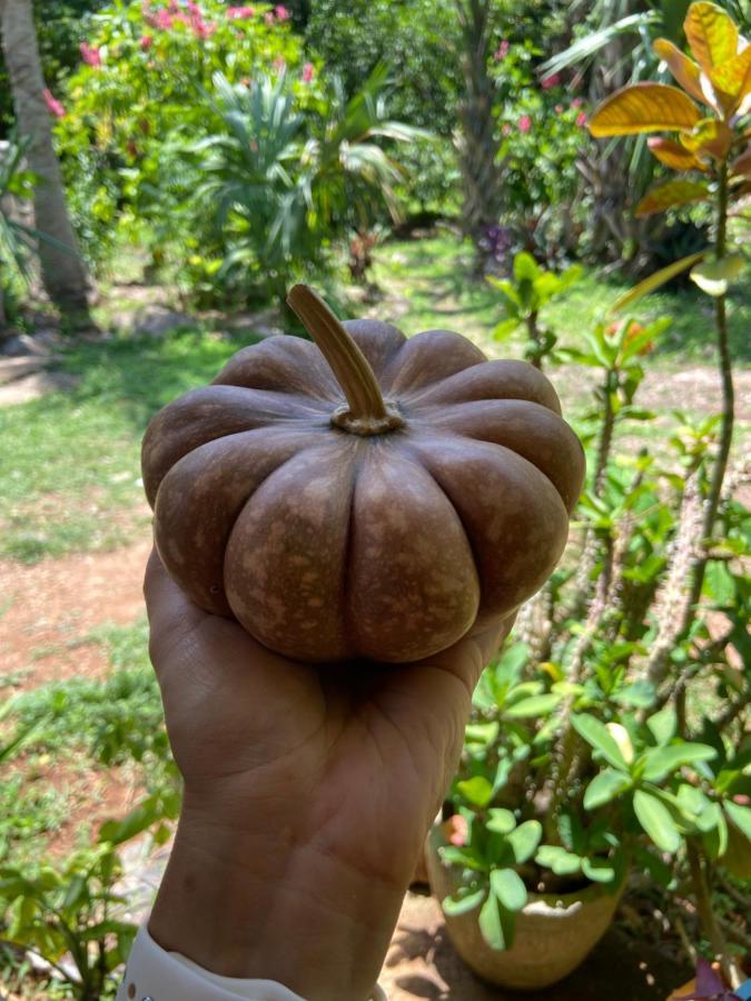 Encantadora Villa Maya Tradicional En Rancho Agroecologico Tzucacab ภายนอก รูปภาพ